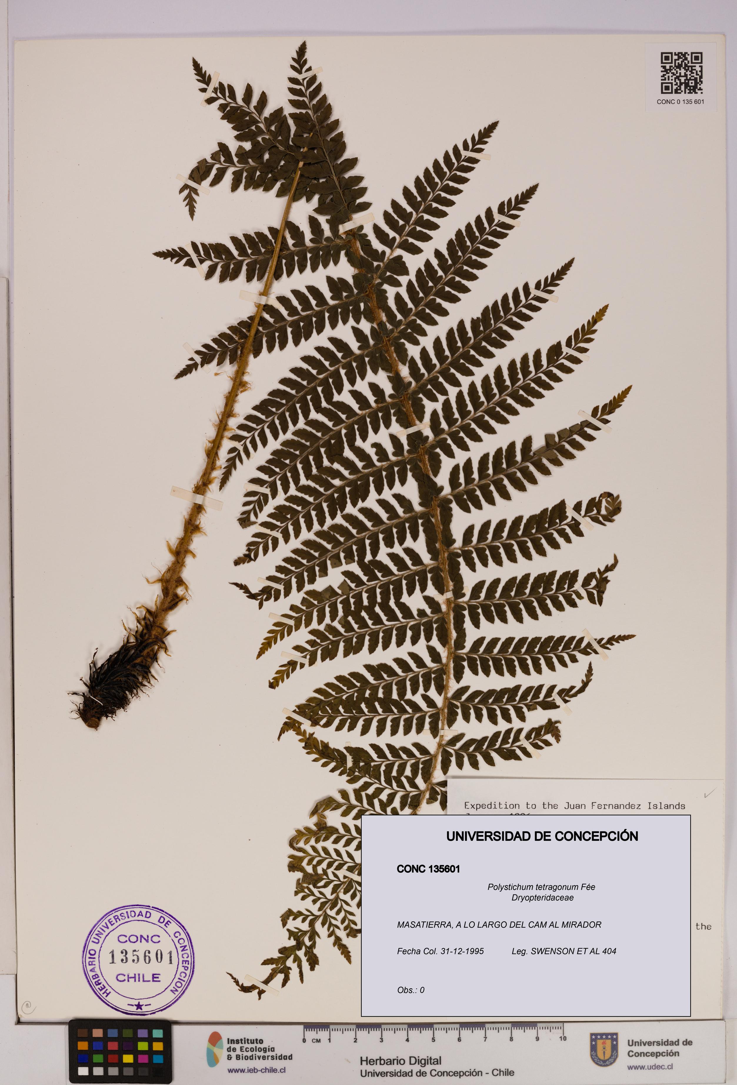 Polystichum tetragonum [Espécimen: UDEC:CONC:0135601]