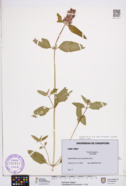 Prunella vulgaris [Espécimen: ]