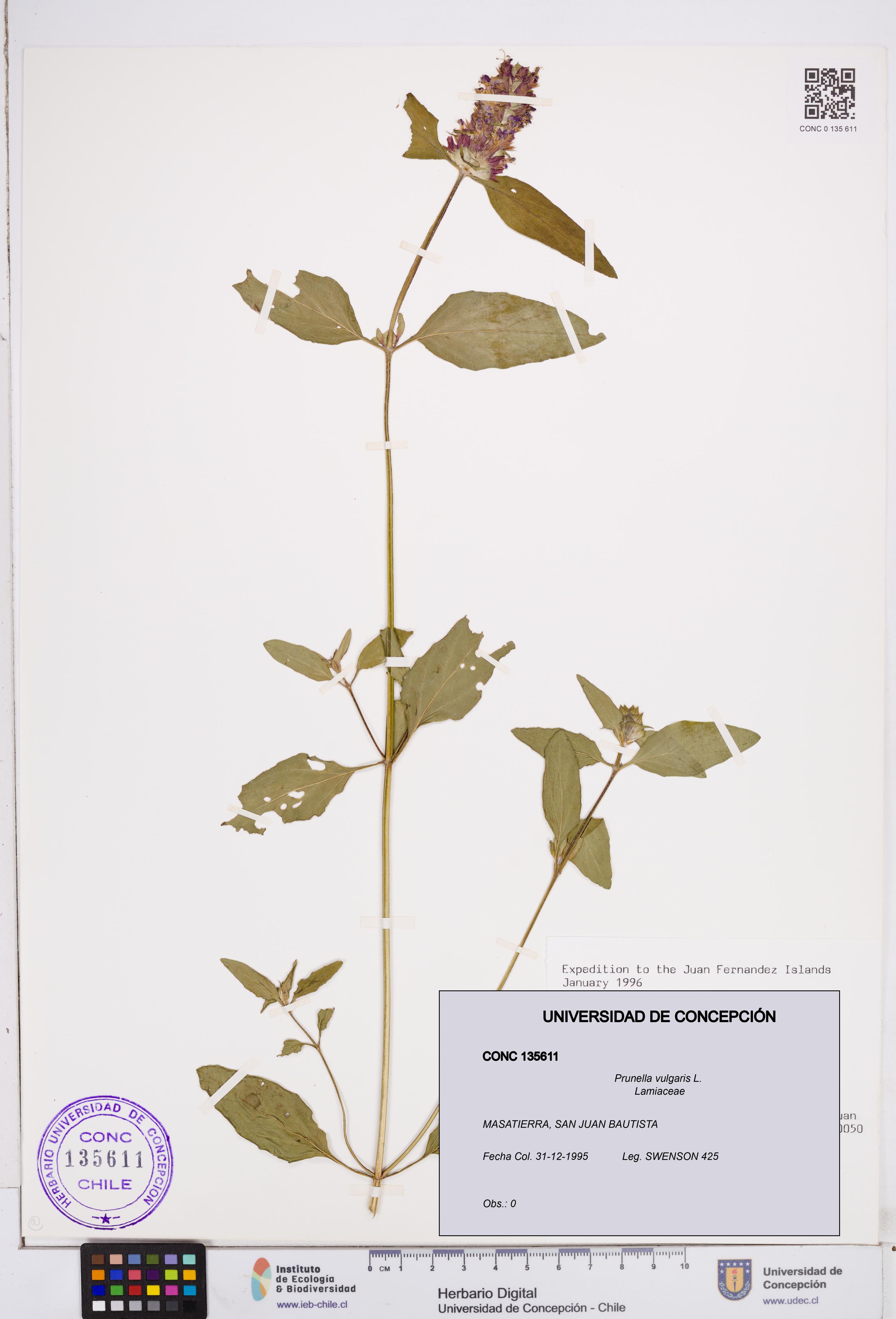 Prunella vulgaris [Espécimen: ]