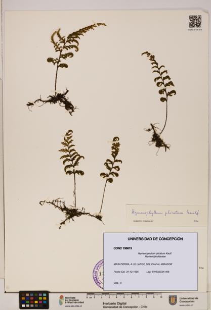 Hymenophyllum plicatum [Espécimen: ]
