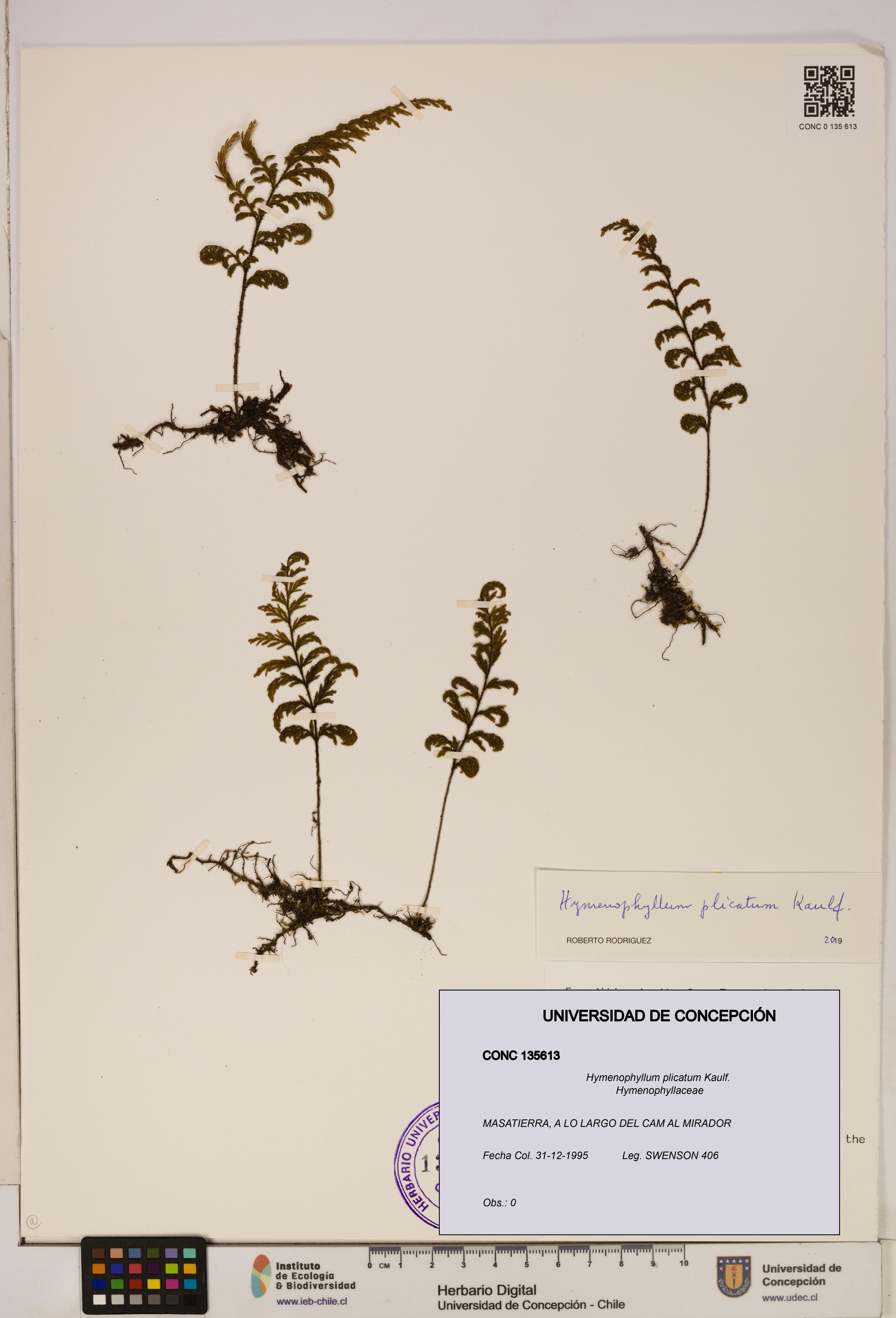 Hymenophyllum plicatum [Espécimen: ]
