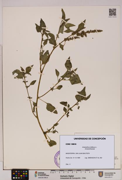 Amaranthus deflexus [Espécimen: UDEC:CONC:0135618]