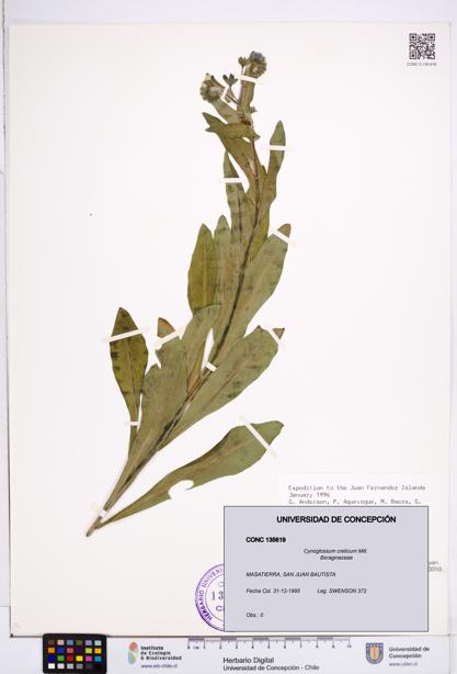 Cynoglossum creticum [Espécimen: ]