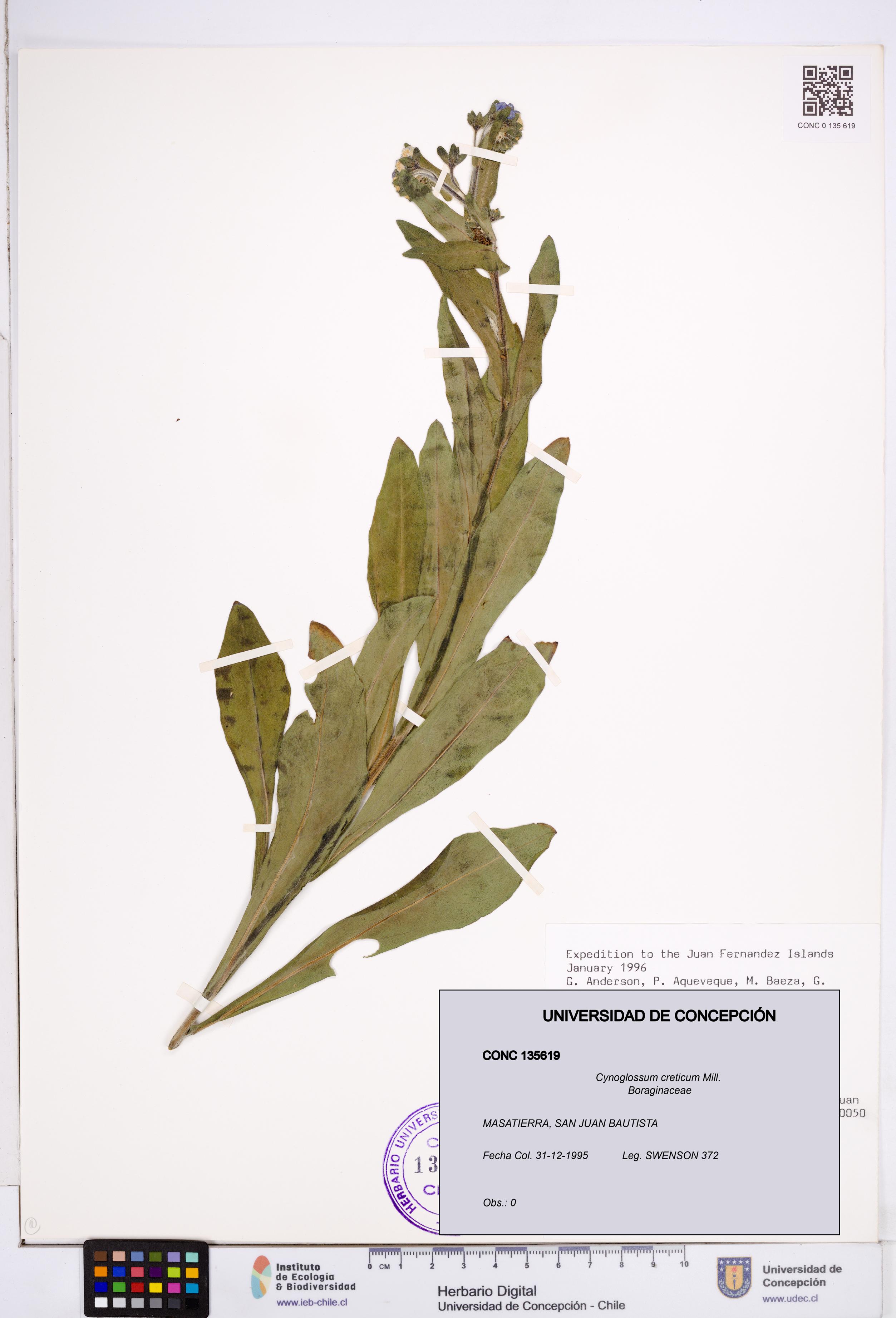 Cynoglossum creticum [Espécimen: ]