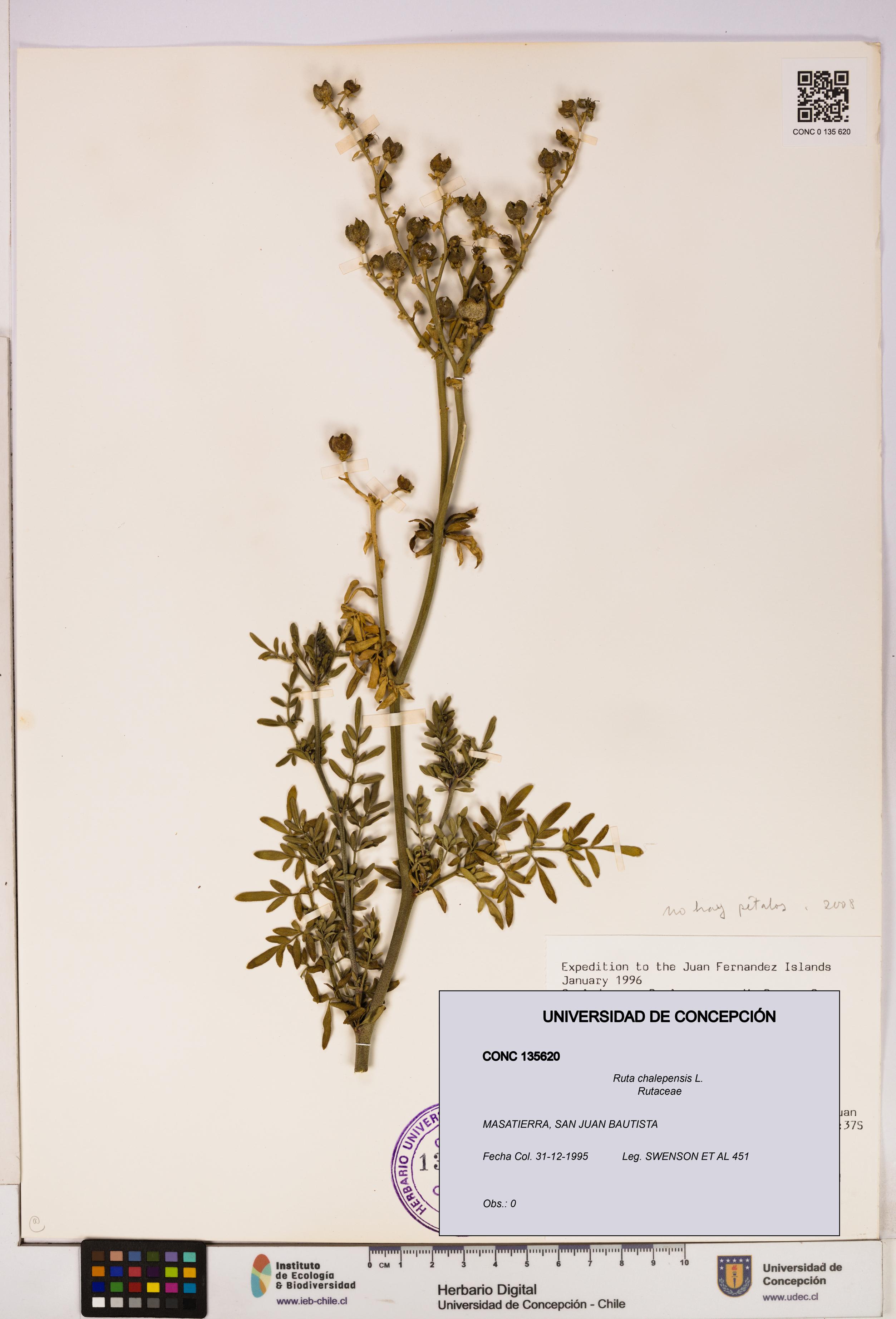 Ruta chalepensis [Espécimen: UDEC:CONC:0135620]