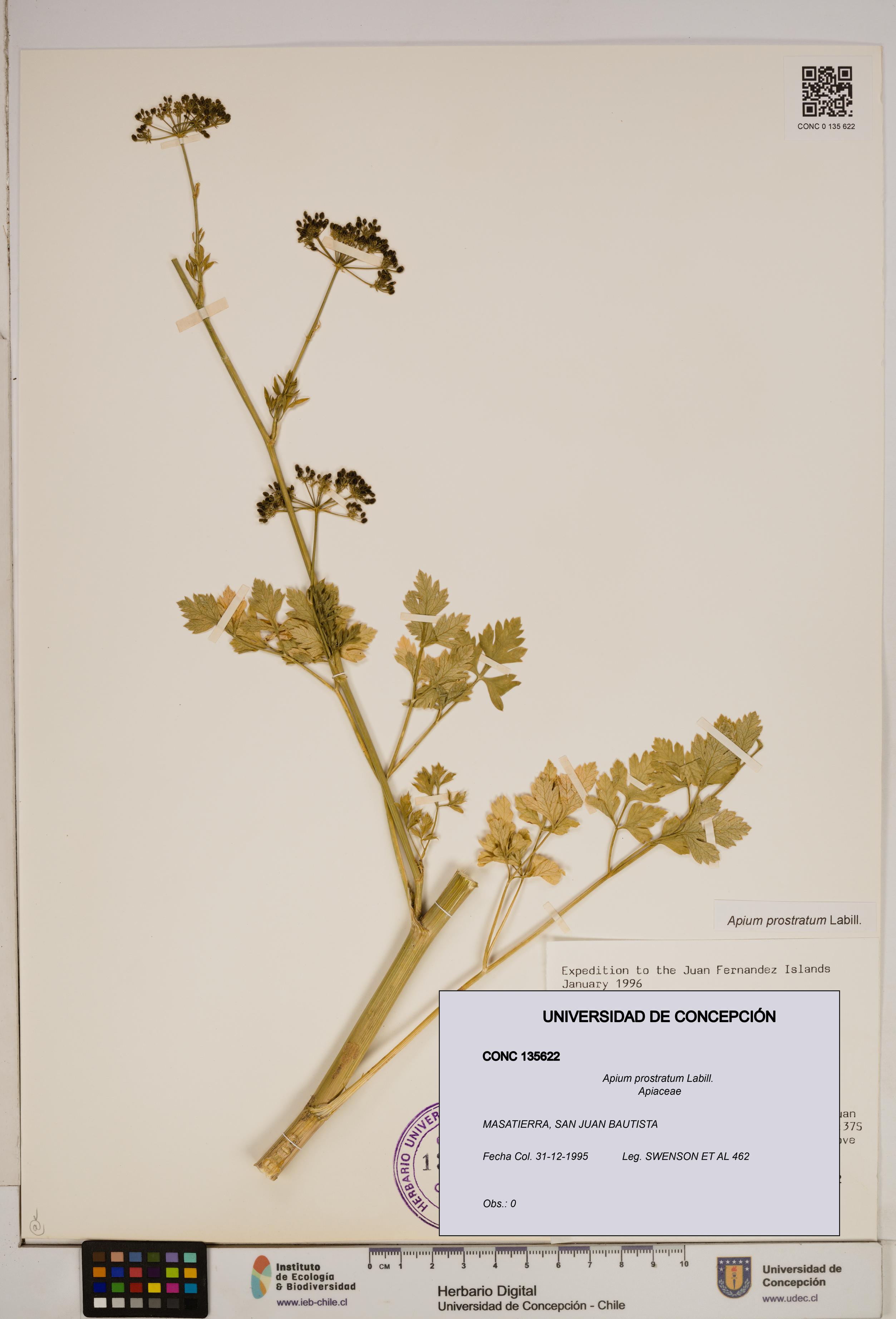 Apium prostratum [Espécimen: ]