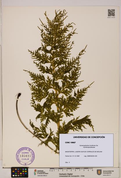 Hymenophyllum fuciforme [Espécimen: UDEC:CONC:0135627]
