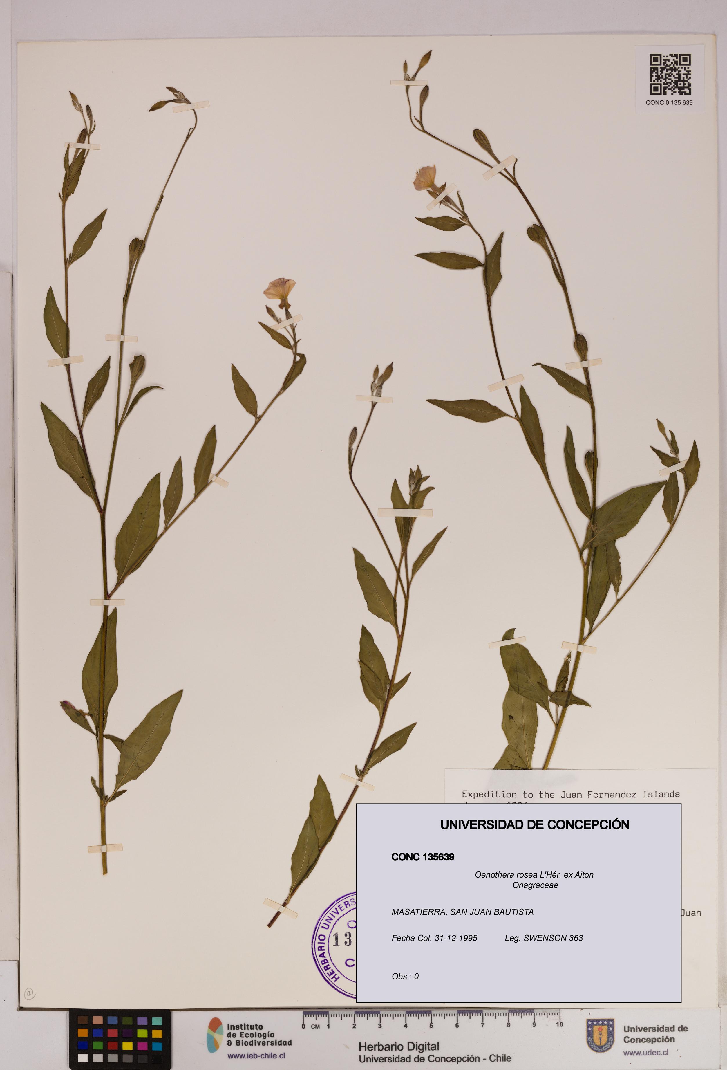 Oenothera rosea [Espécimen: UDEC:CONC:0135639]