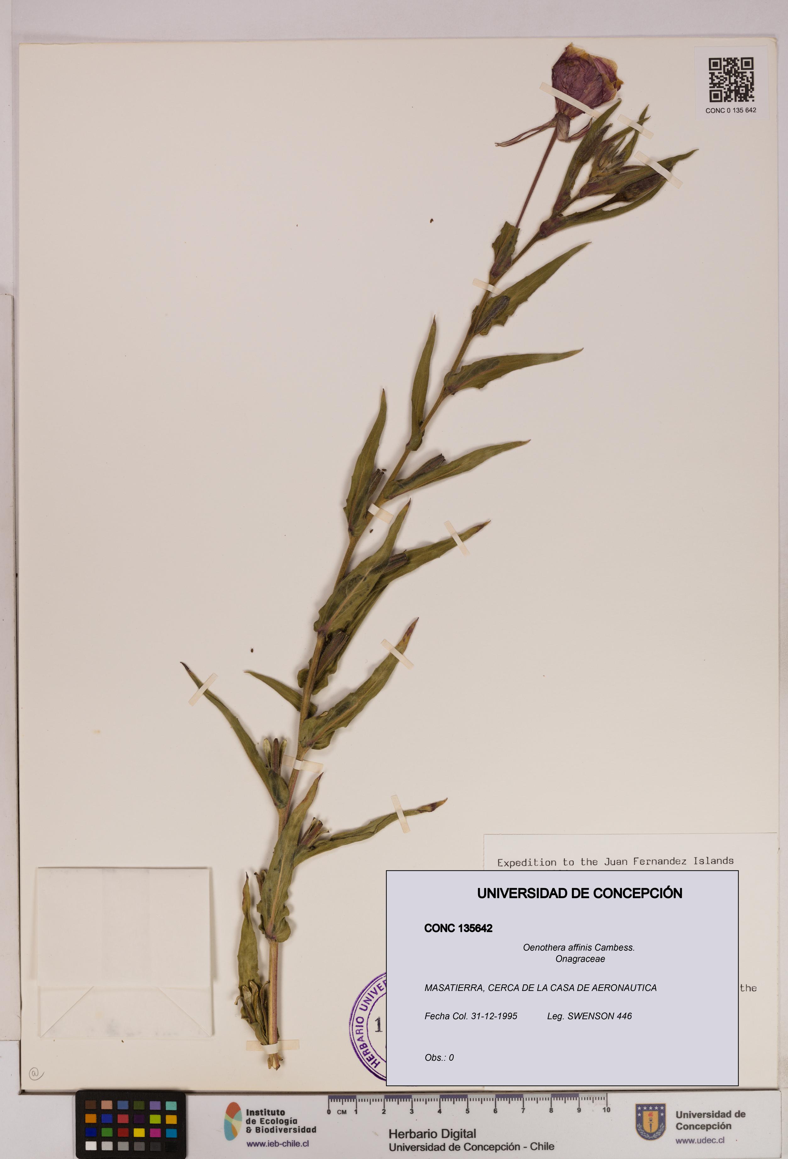 Oenothera affinis [Espécimen: UDEC:CONC:0135642]