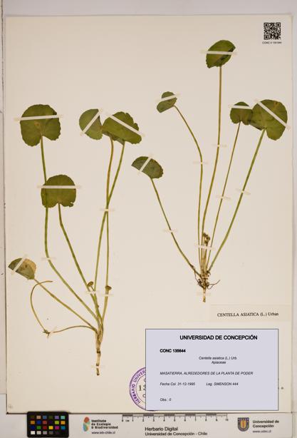 Centella asiatica [Espécimen: ]