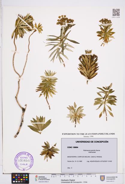 Robinsonia gracilis [Espécimen: ]
