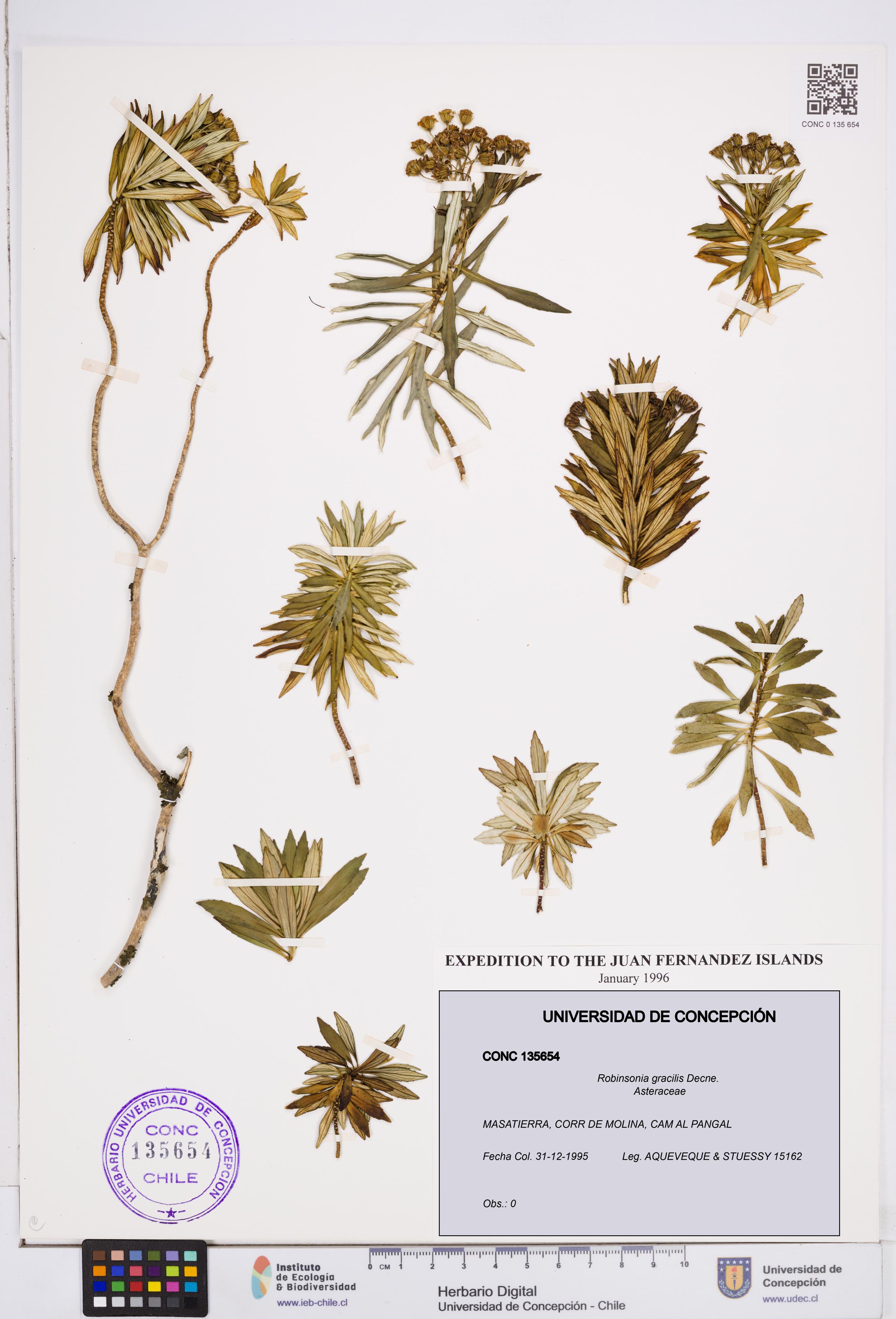 Robinsonia gracilis [Espécimen: ]