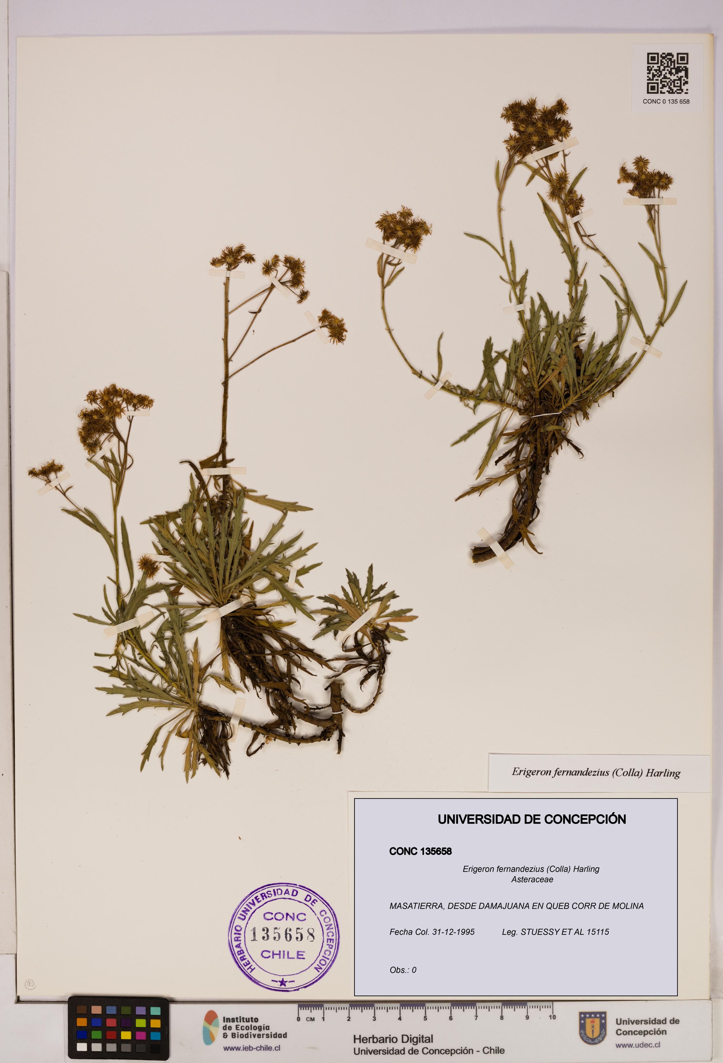 Erigeron fernandezius [Espécimen: UDEC:CONC:0135658]