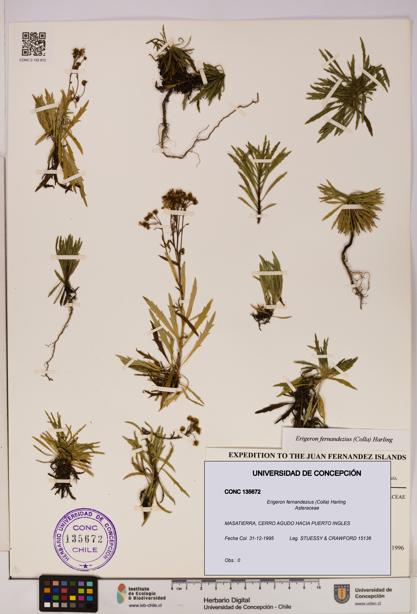 Erigeron fernandezius [Espécimen: UDEC:CONC:0135672]