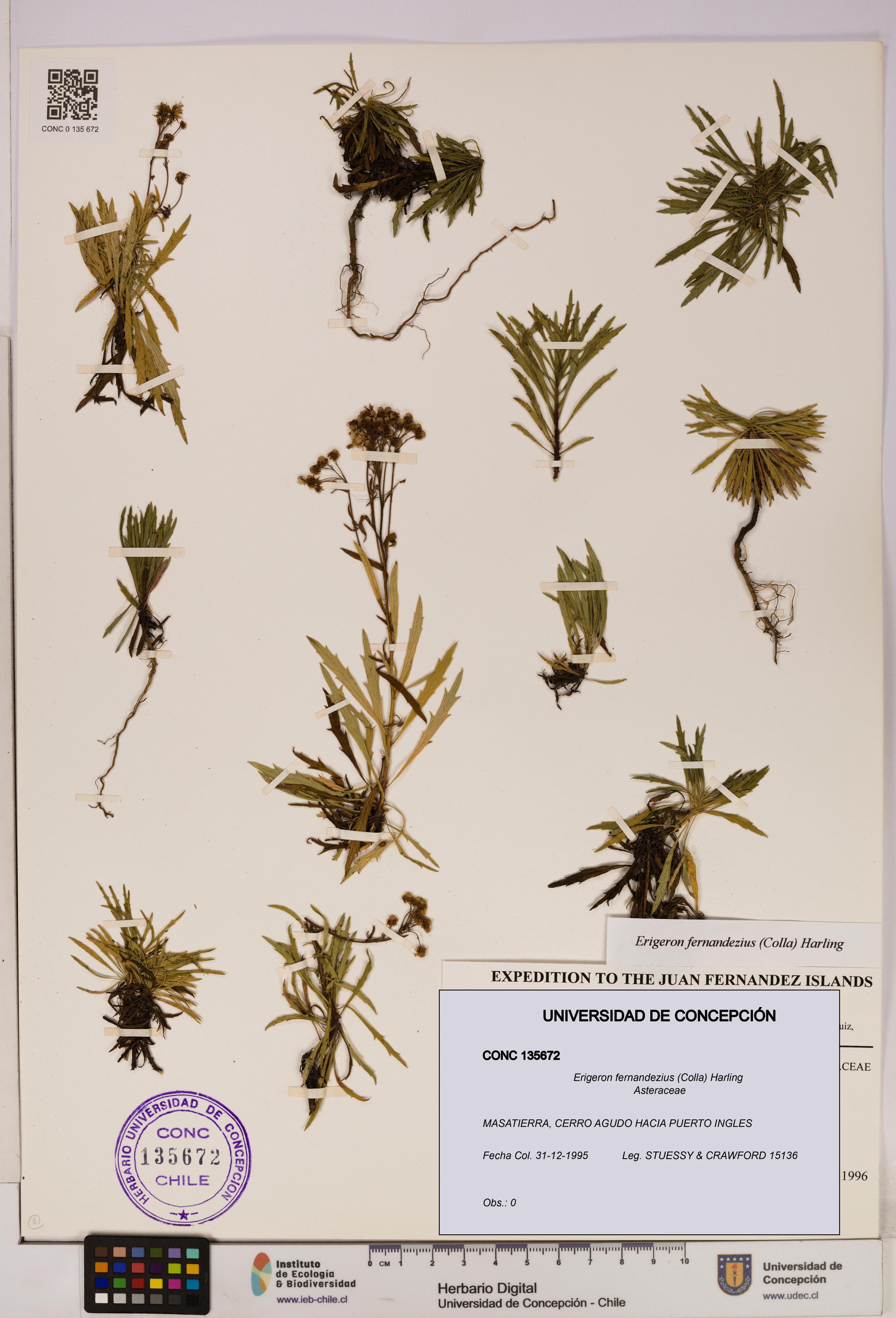 Erigeron fernandezius [Espécimen: UDEC:CONC:0135672]