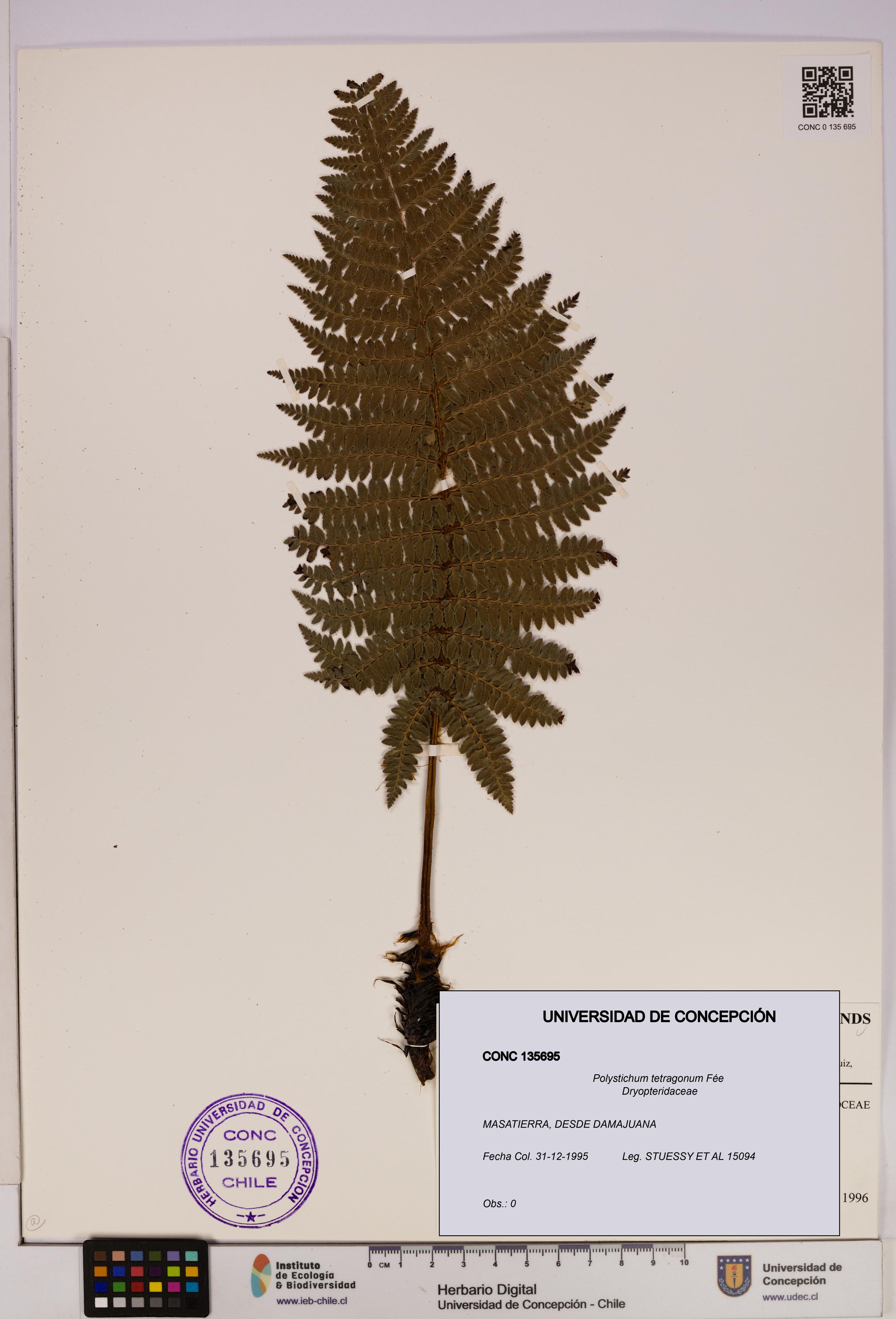 Polystichum tetragonum [Espécimen: UDEC:CONC:0135695]