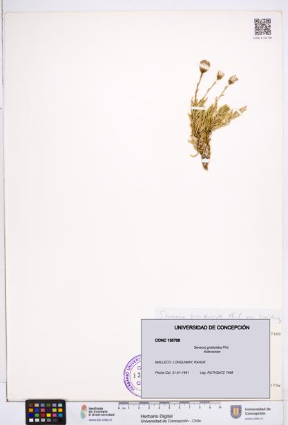 Senecio gnidioides [Espécimen: ]