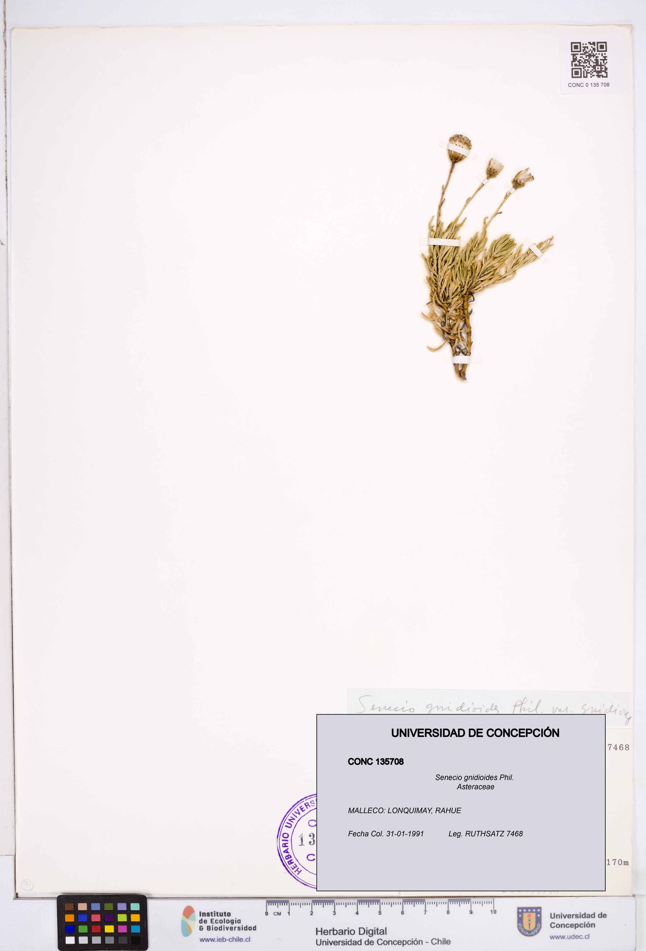 Senecio gnidioides [Espécimen: ]
