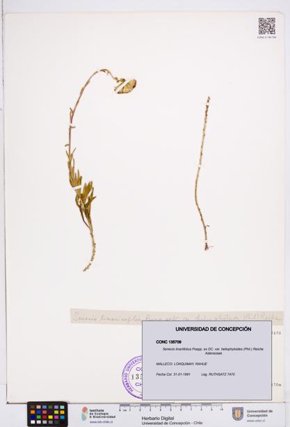 Senecio linariifolius var. heliophytoides [Espécimen: ]