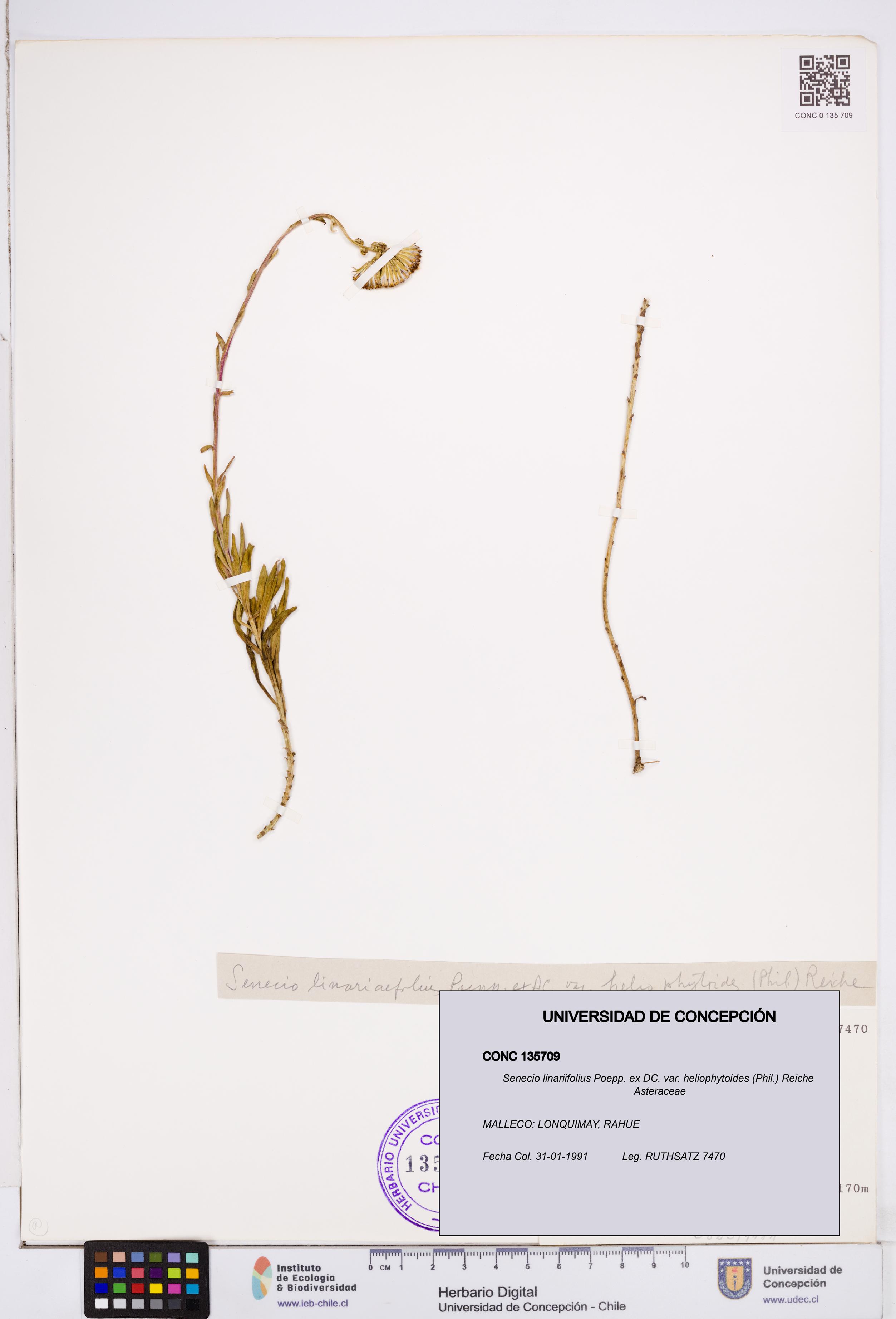 Senecio linariifolius var. heliophytoides [Espécimen: ]
