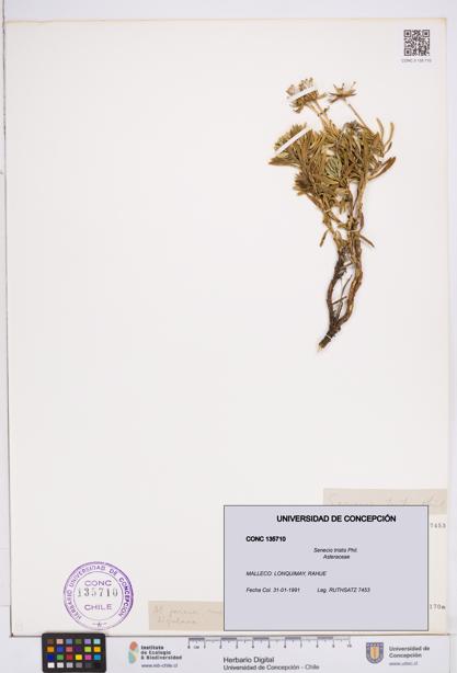 Senecio tristis [Espécimen: ]