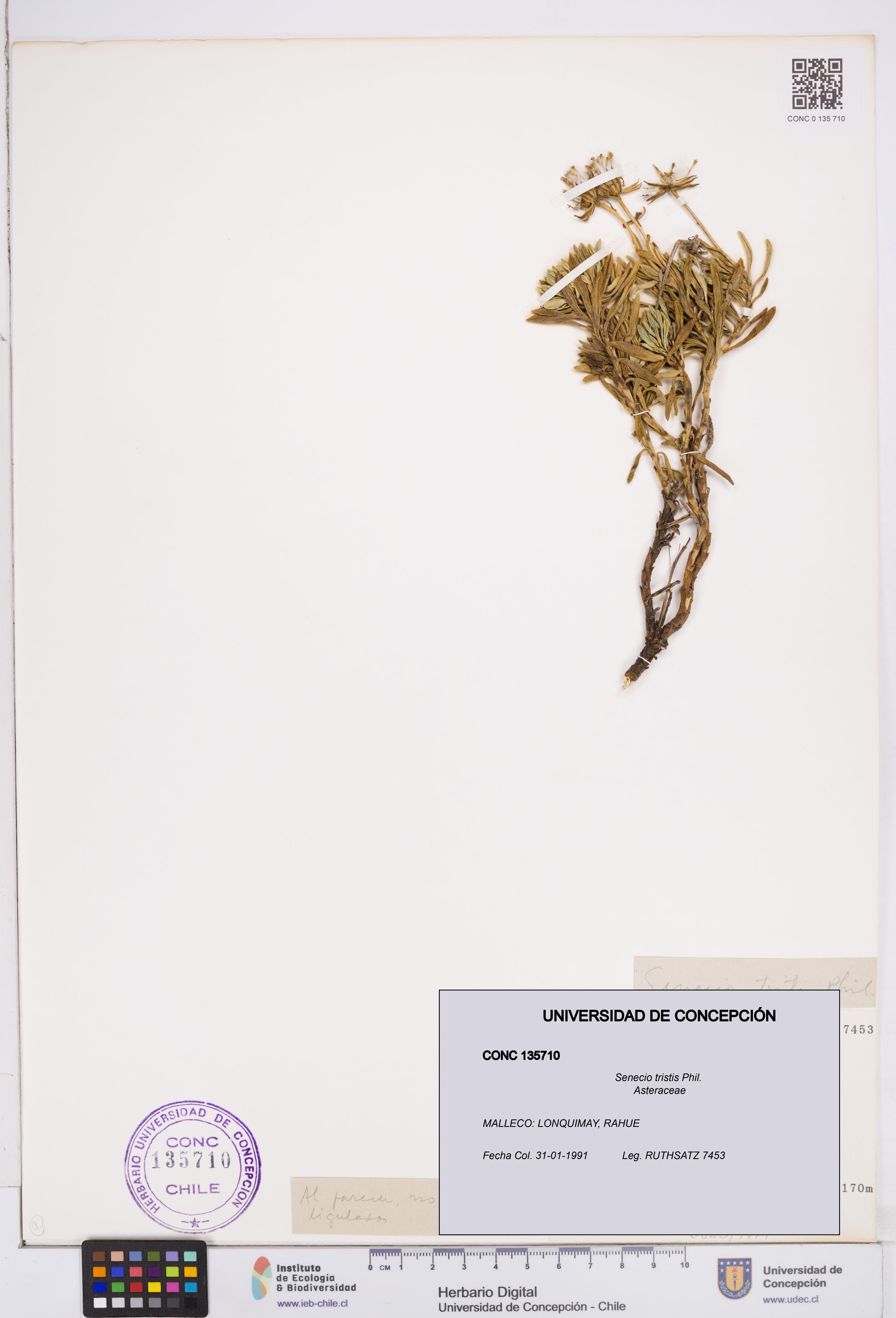 Senecio tristis [Espécimen: ]