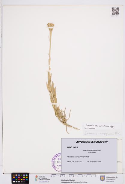 Senecio sericeonitens [Espécimen: ]