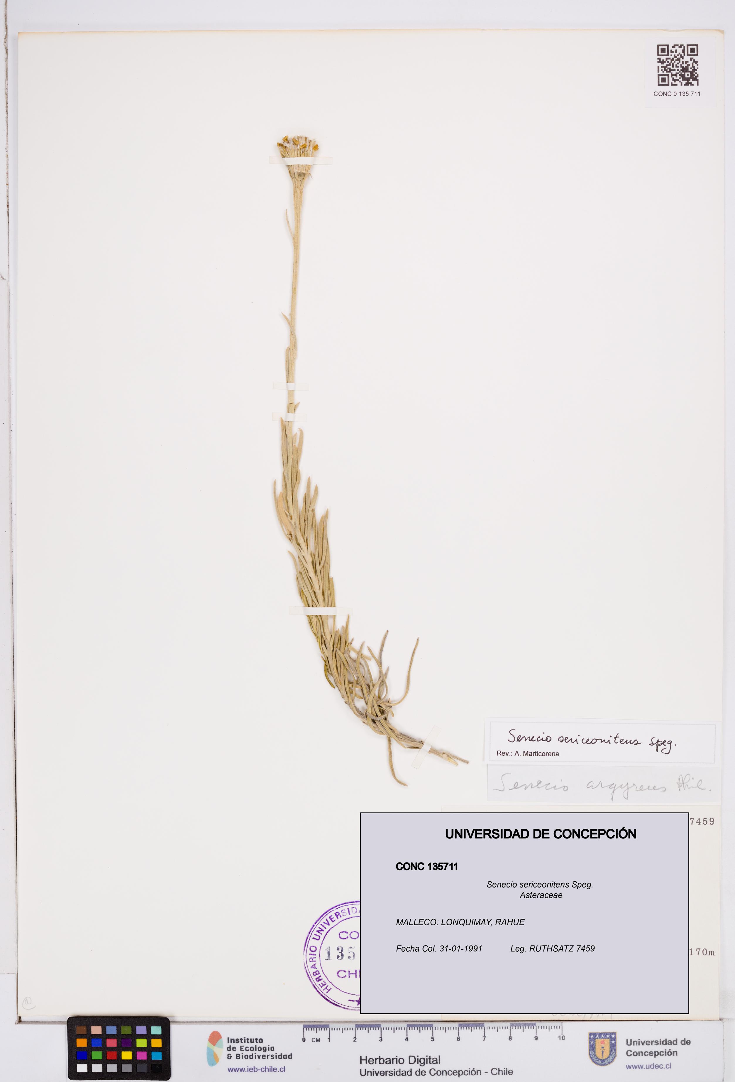 Senecio sericeonitens [Espécimen: ]