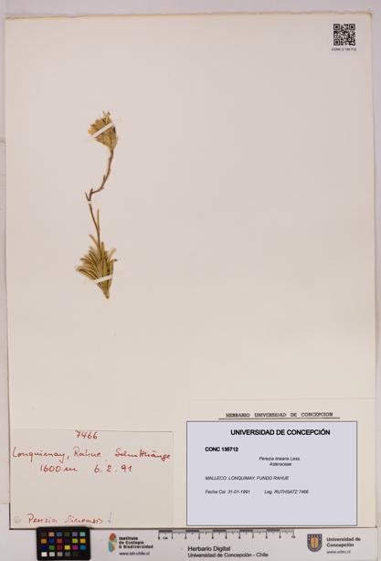 Perezia linearis [Espécimen: UDEC:CONC:0135712]