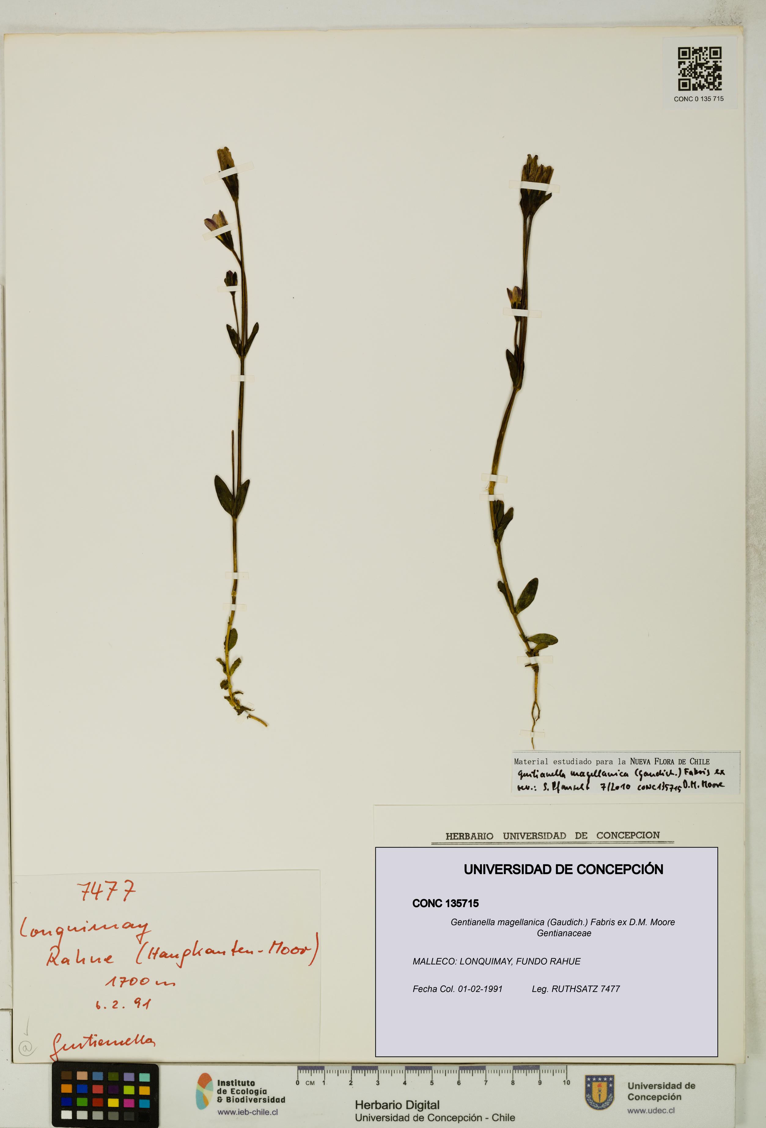 Gentianella magellanica [Espécimen: UDEC:CONC:0135715]