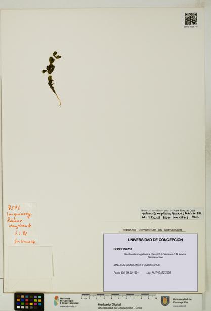 Gentianella magellanica [Espécimen: UDEC:CONC:0135716]