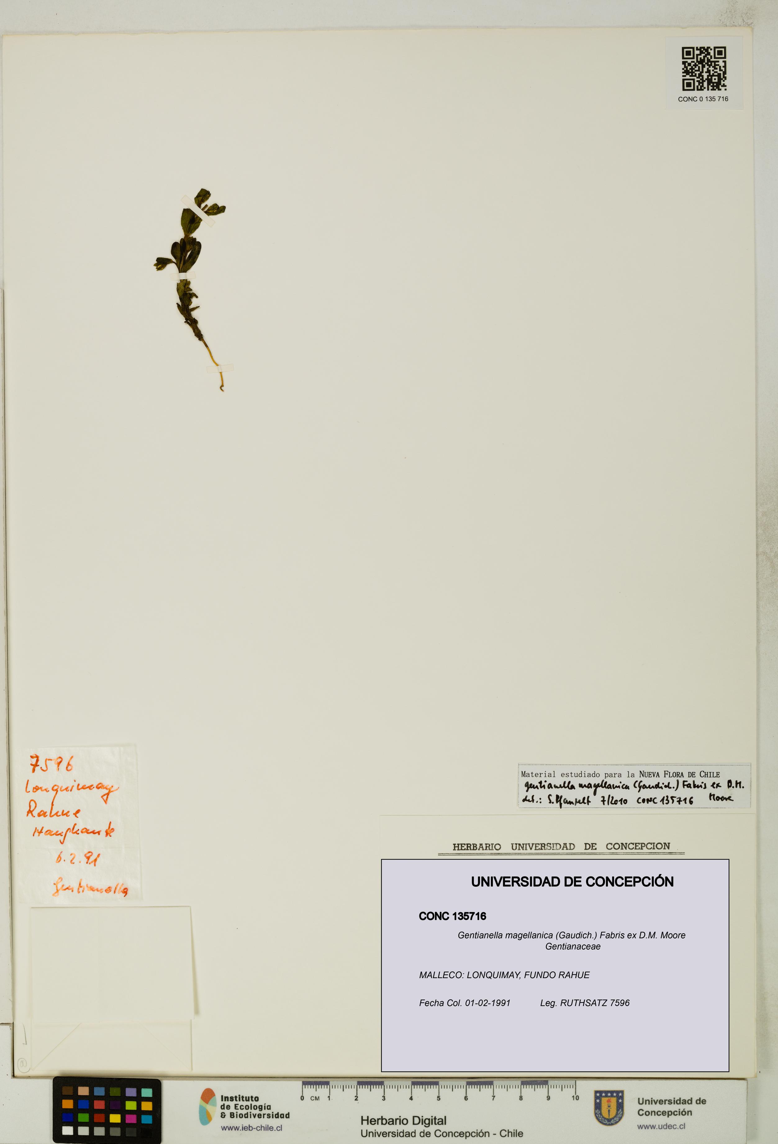 Gentianella magellanica [Espécimen: UDEC:CONC:0135716]