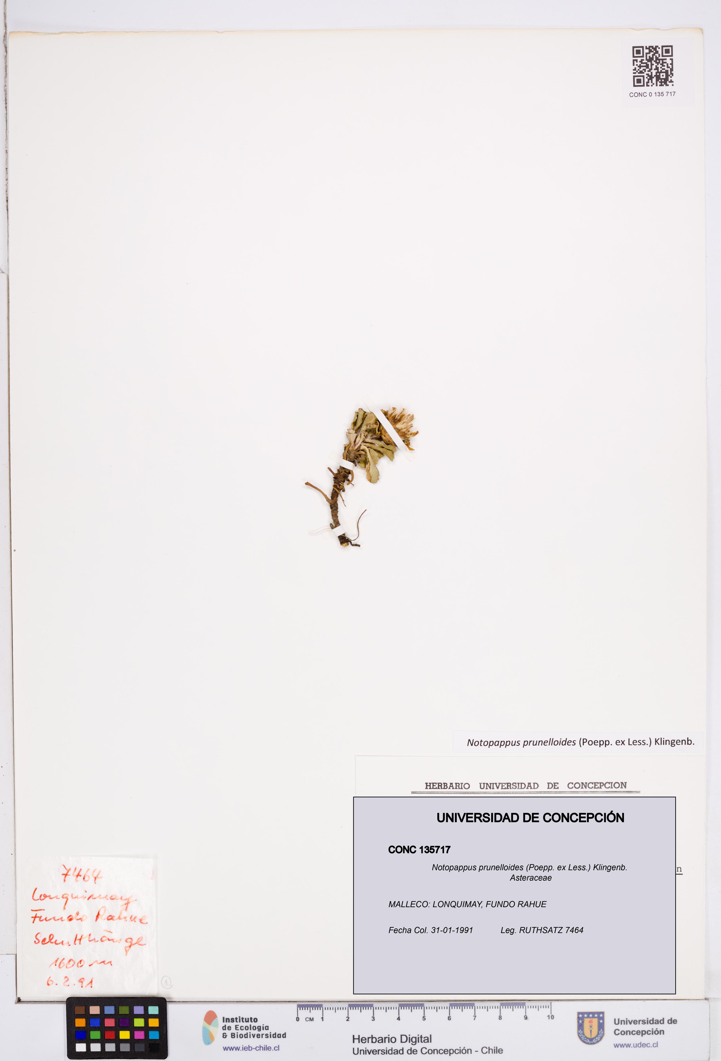 Notopappus prunelloides [Espécimen: ]