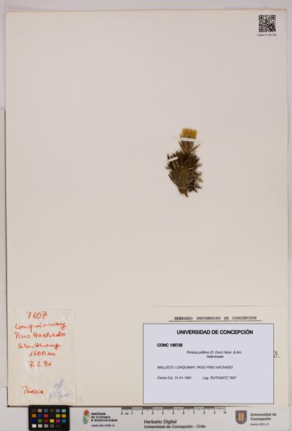 Perezia pilifera [Espécimen: UDEC:CONC:0135725]