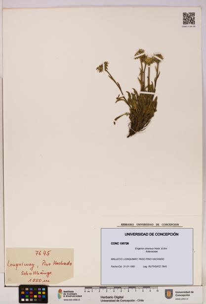 Erigeron cinereus [Espécimen: UDEC:CONC:0135726]