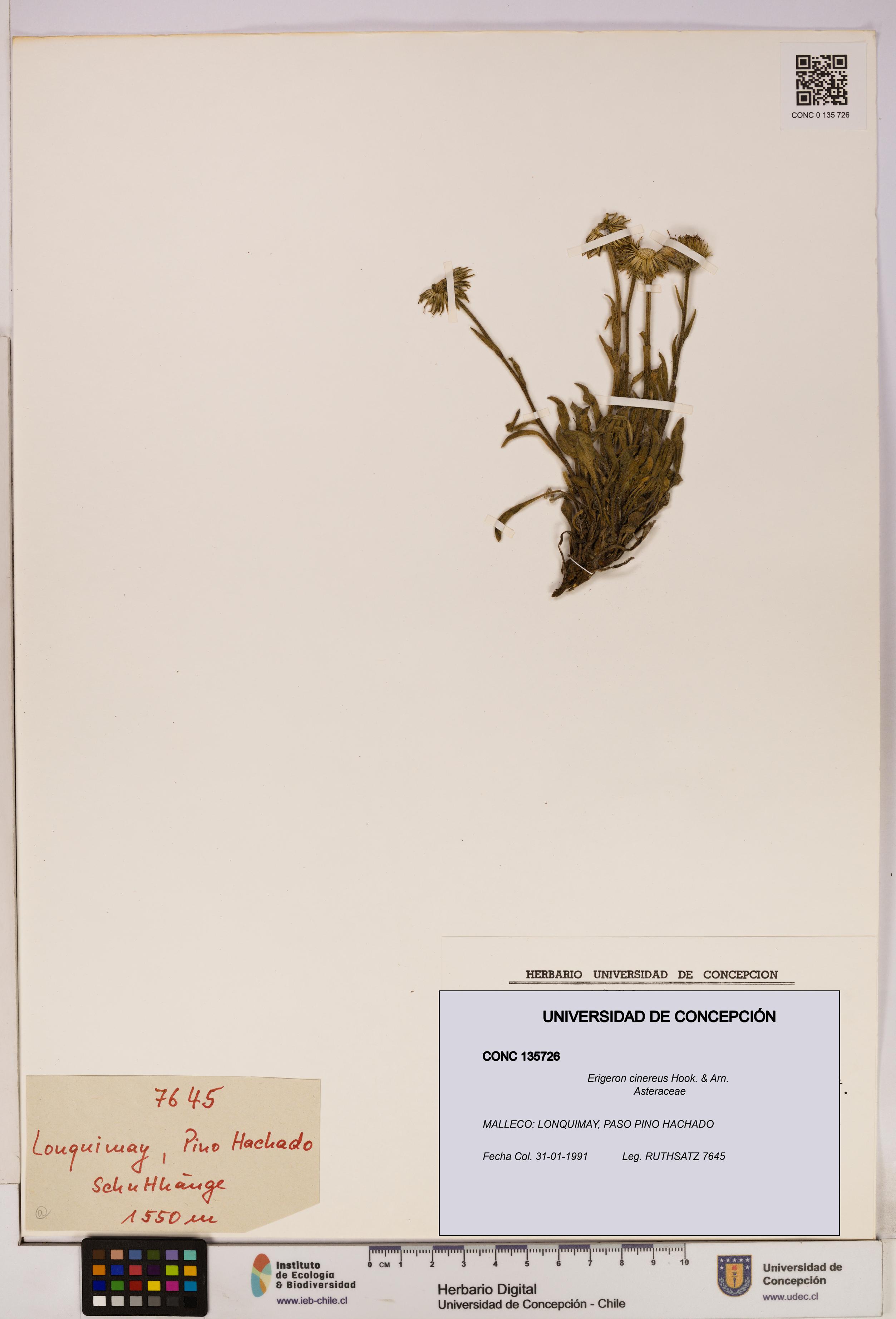 Erigeron cinereus [Espécimen: UDEC:CONC:0135726]