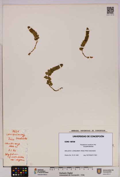Polystichum andinum [Espécimen: UDEC:CONC:0135729]