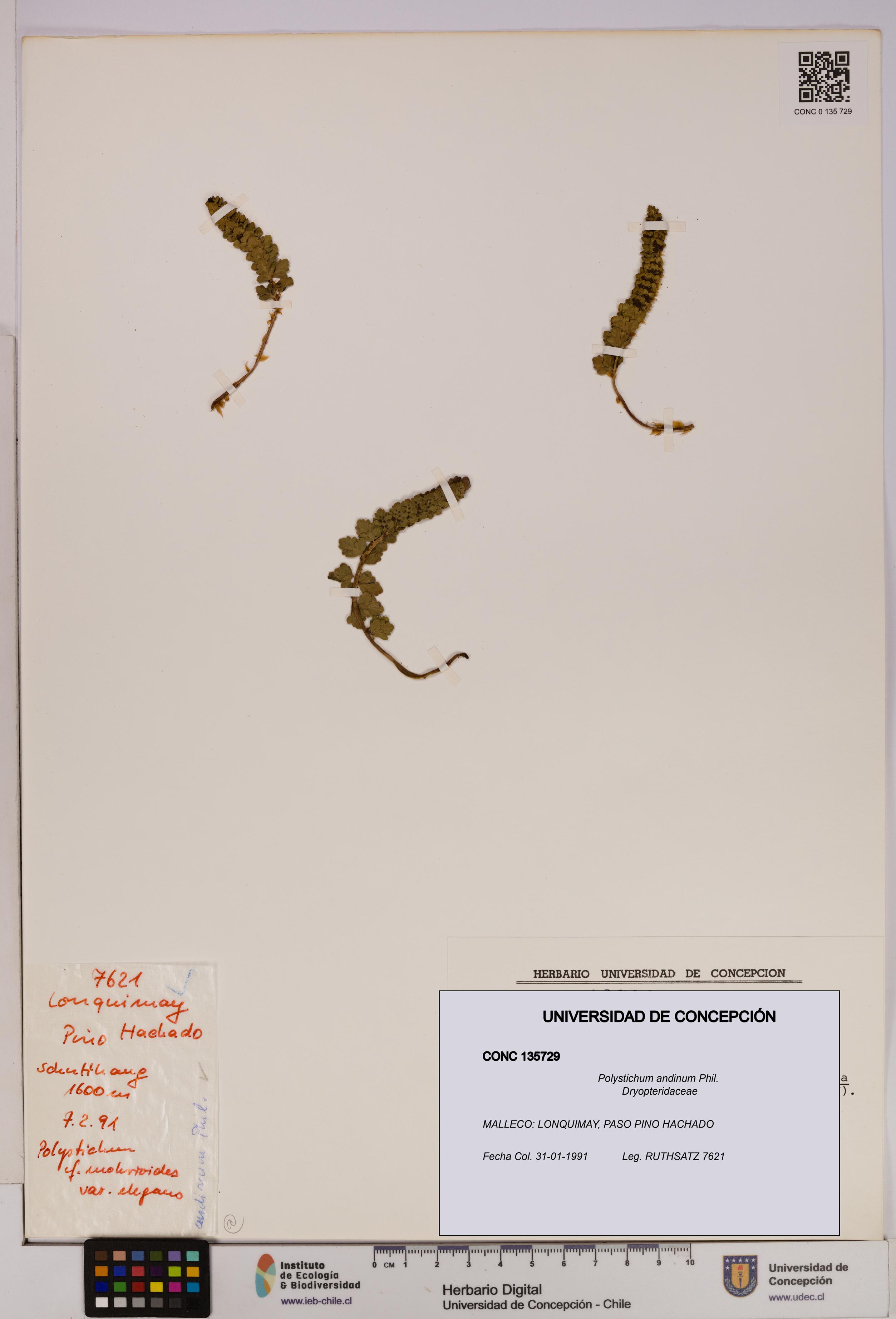 Polystichum andinum [Espécimen: UDEC:CONC:0135729]