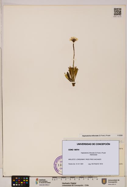 Haplosticha trifurcata [Espécimen: UDEC:CONC:0135731]