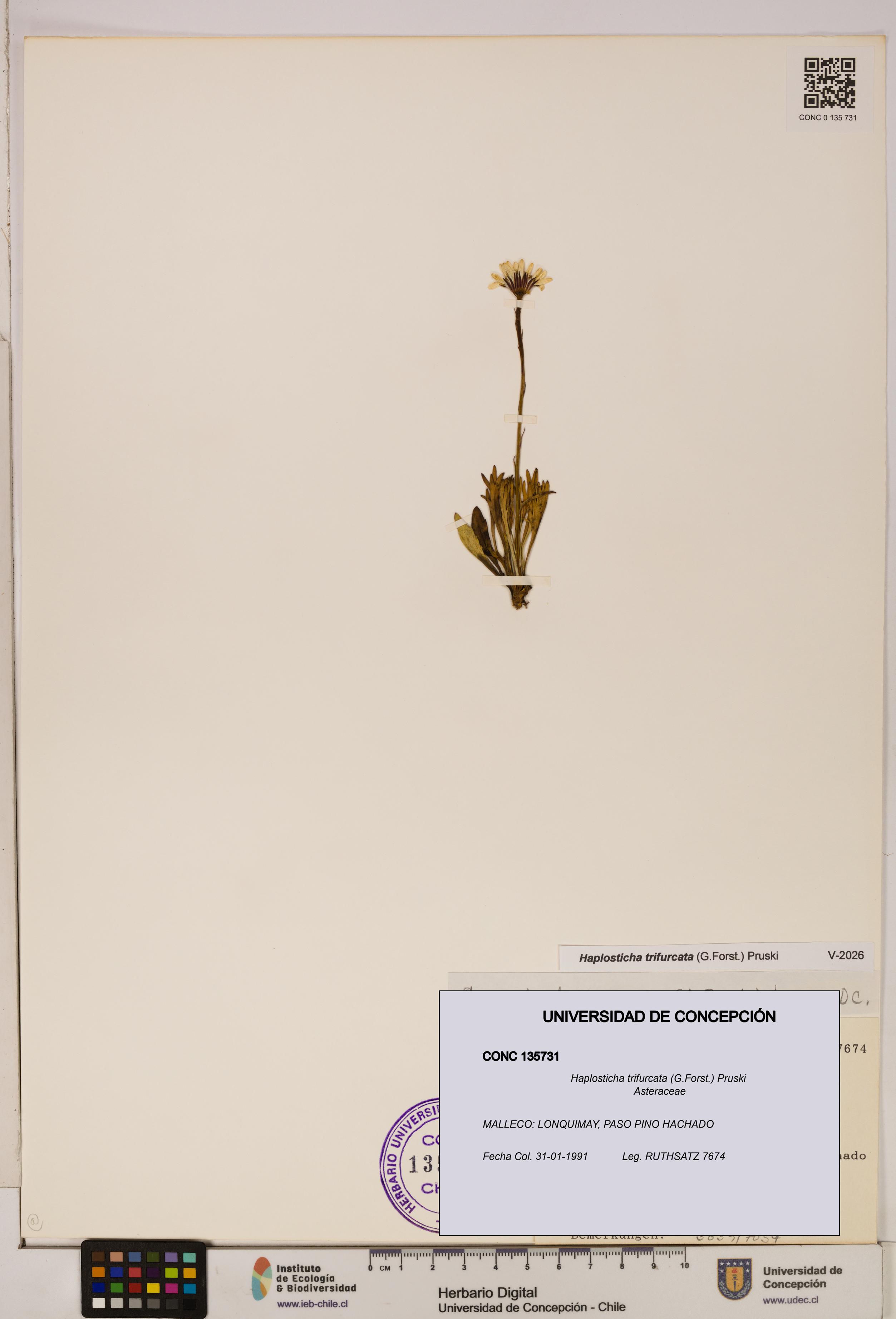 Haplosticha trifurcata [Espécimen: UDEC:CONC:0135731]