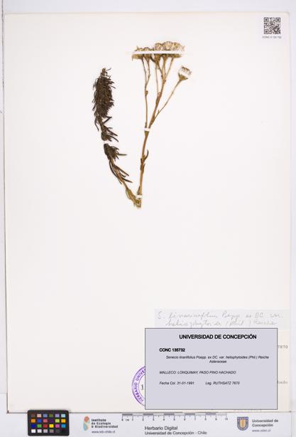 Senecio linariifolius var. heliophytoides [Espécimen: ]
