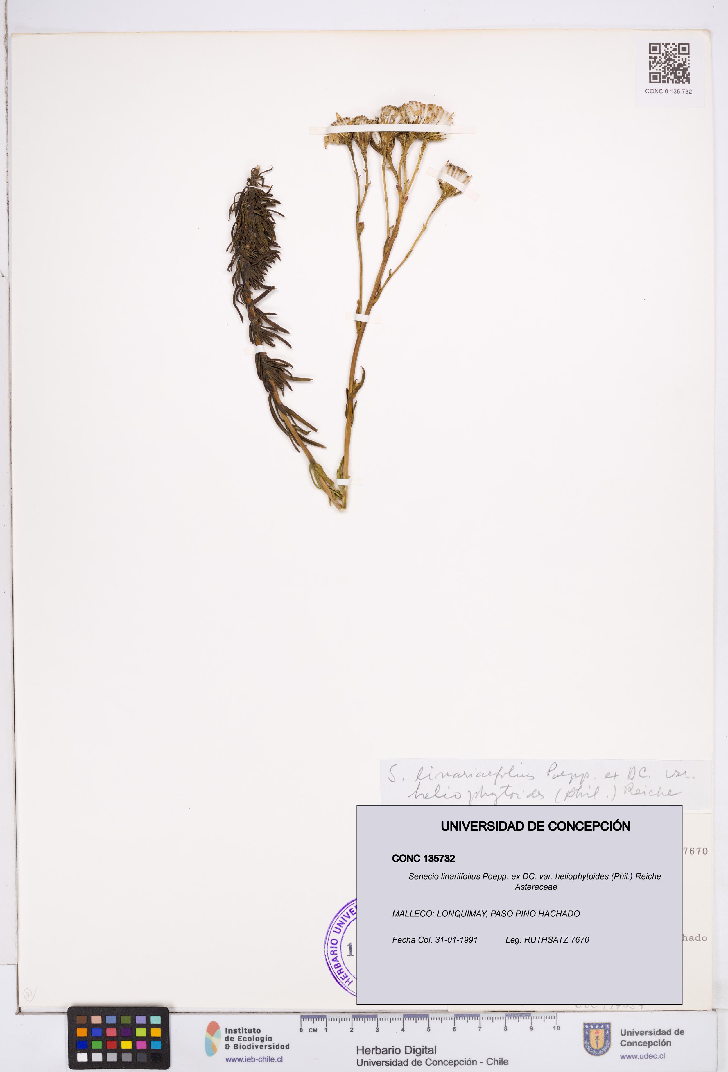 Senecio linariifolius var. heliophytoides [Espécimen: ]