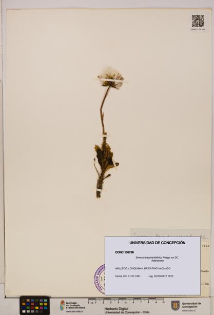 Senecio baccharidifolius [Espécimen: UDEC:CONC:0135738]