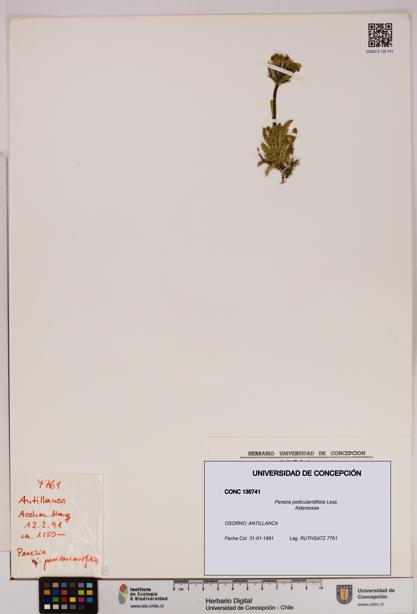 Perezia pedicularidifolia [Espécimen: UDEC:CONC:0135741]