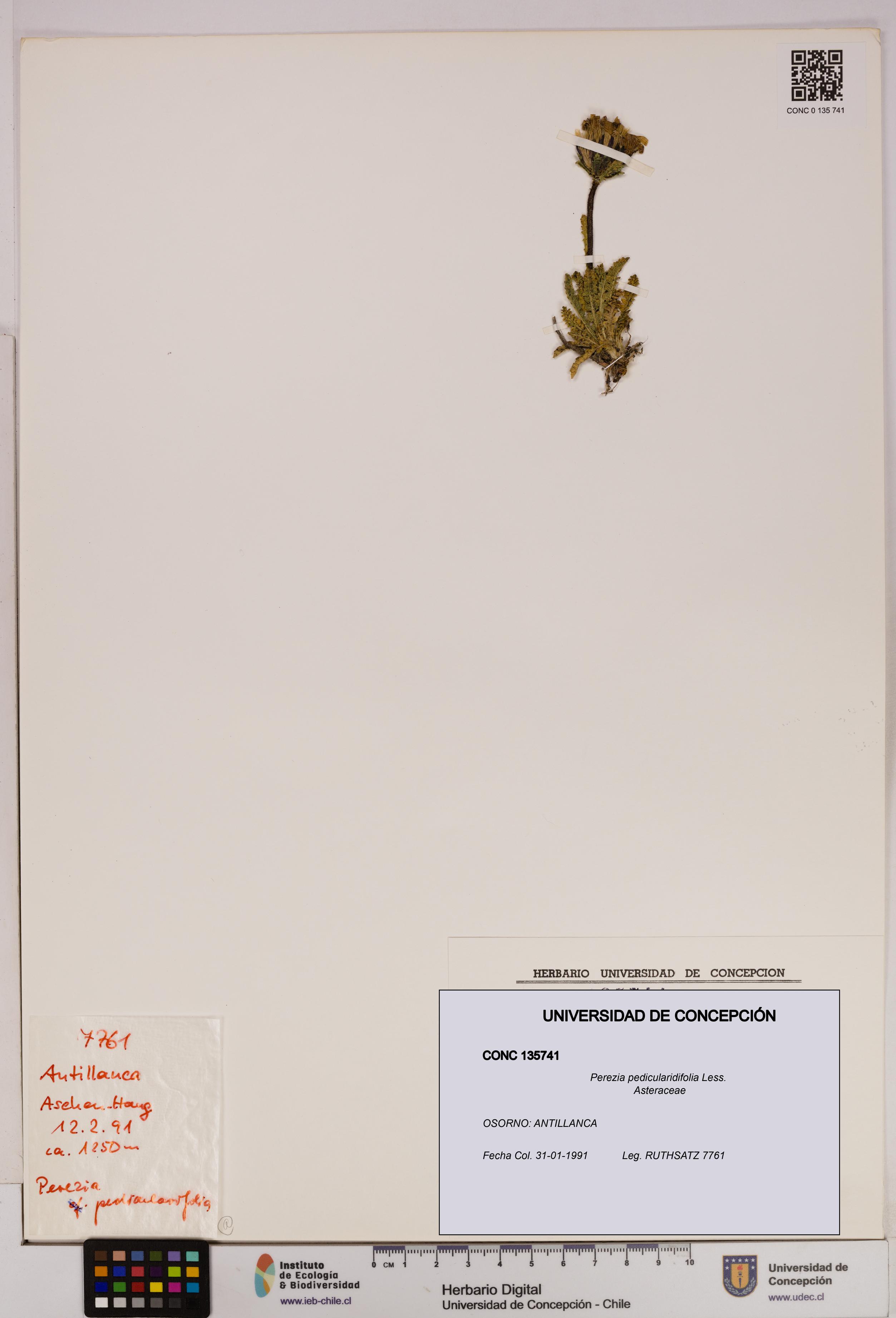 Perezia pedicularidifolia [Espécimen: UDEC:CONC:0135741]