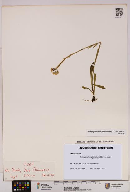 Symphyotrichum glabrifolium [Espécimen: UDEC:CONC:0135742]