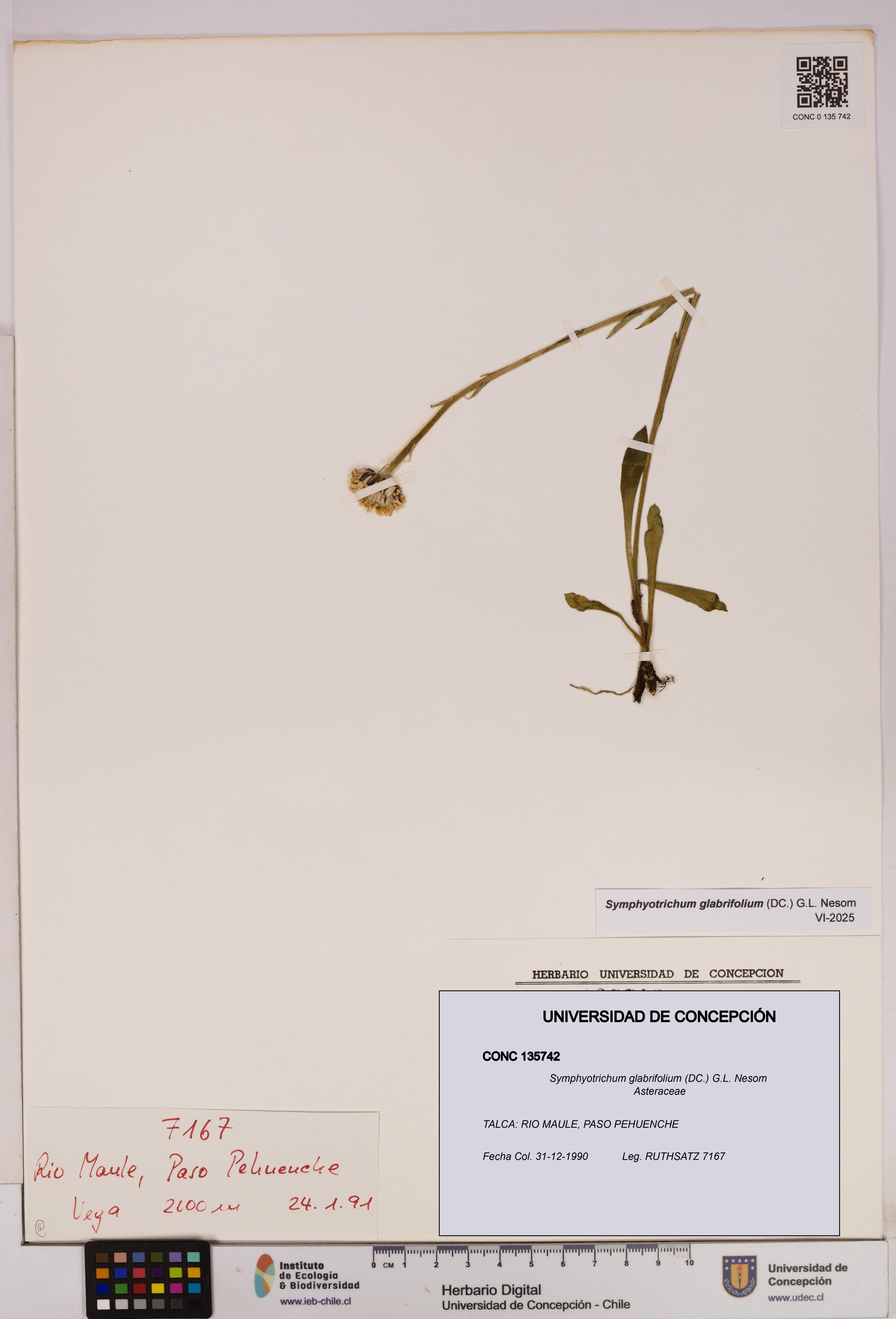 Symphyotrichum glabrifolium [Espécimen: UDEC:CONC:0135742]