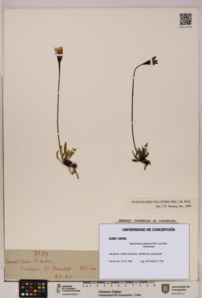 Hypochaeris palustris [Espécimen: UDEC:CONC:0135750]