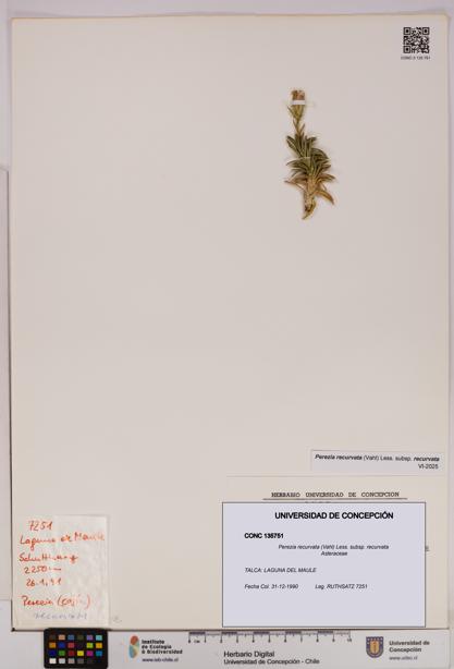Perezia recurvata subsp. recurvata [Espécimen: UDEC:CONC:0135751]