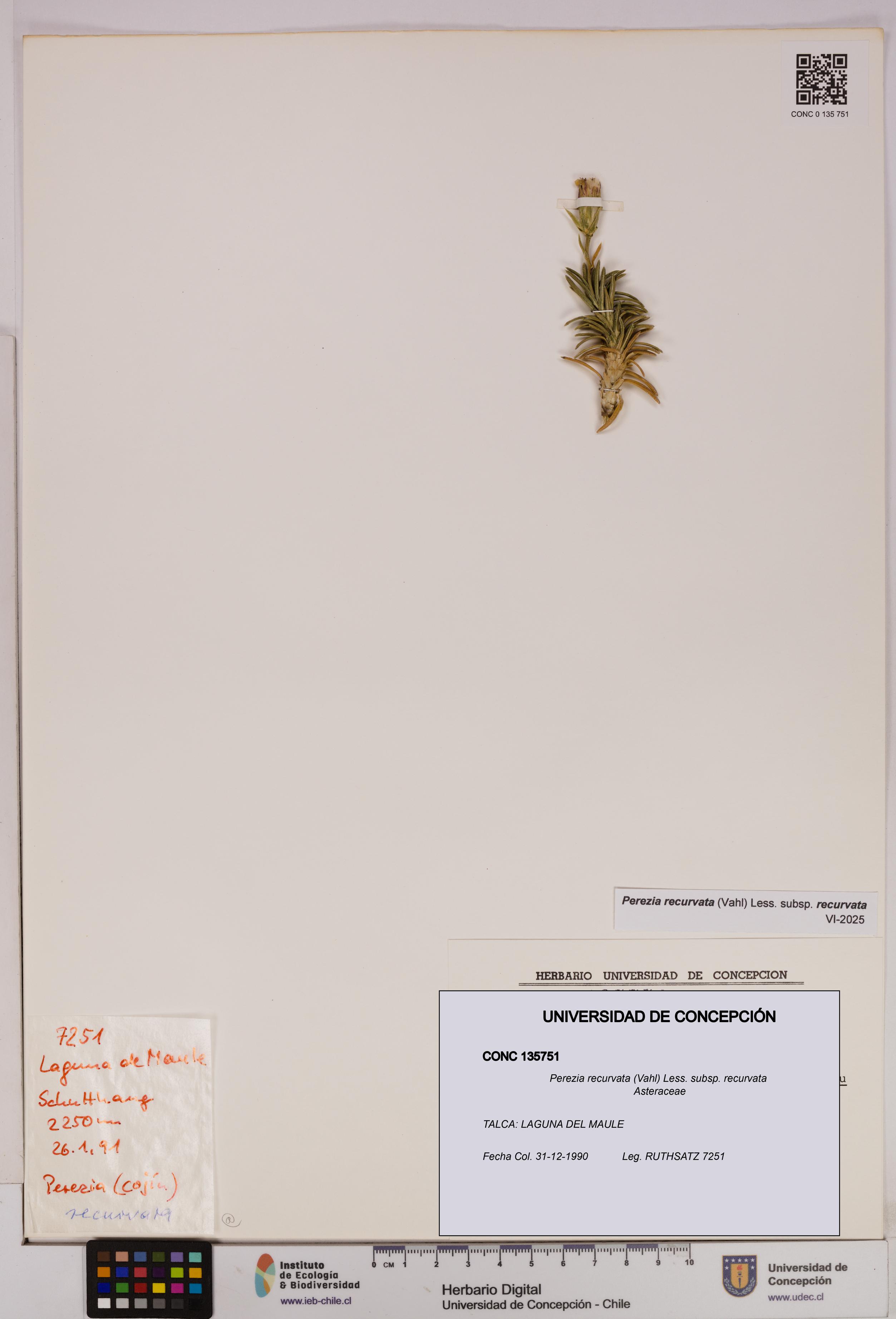 Perezia recurvata subsp. recurvata [Espécimen: UDEC:CONC:0135751]